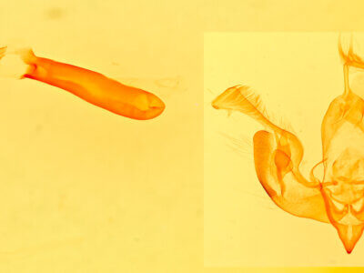 genitalia view of adult Lacinipolia strigicollis