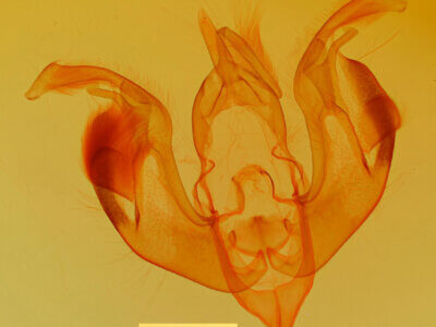 genitalia view of adult Lacinipolia laudabilis