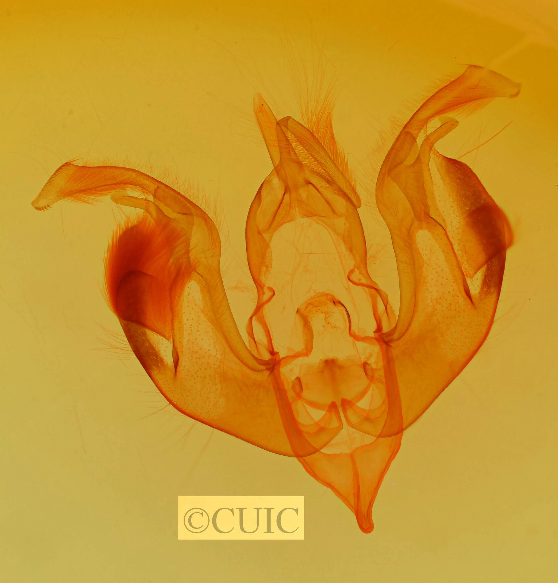 genitalia view of adult Lacinipolia laudabilis