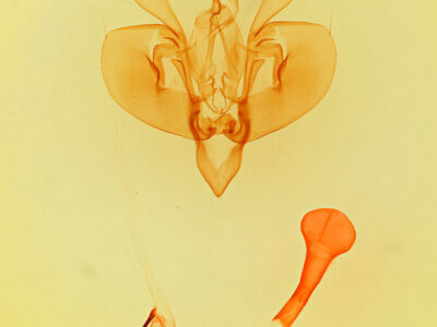 genitalia view of adult Leucania sp.