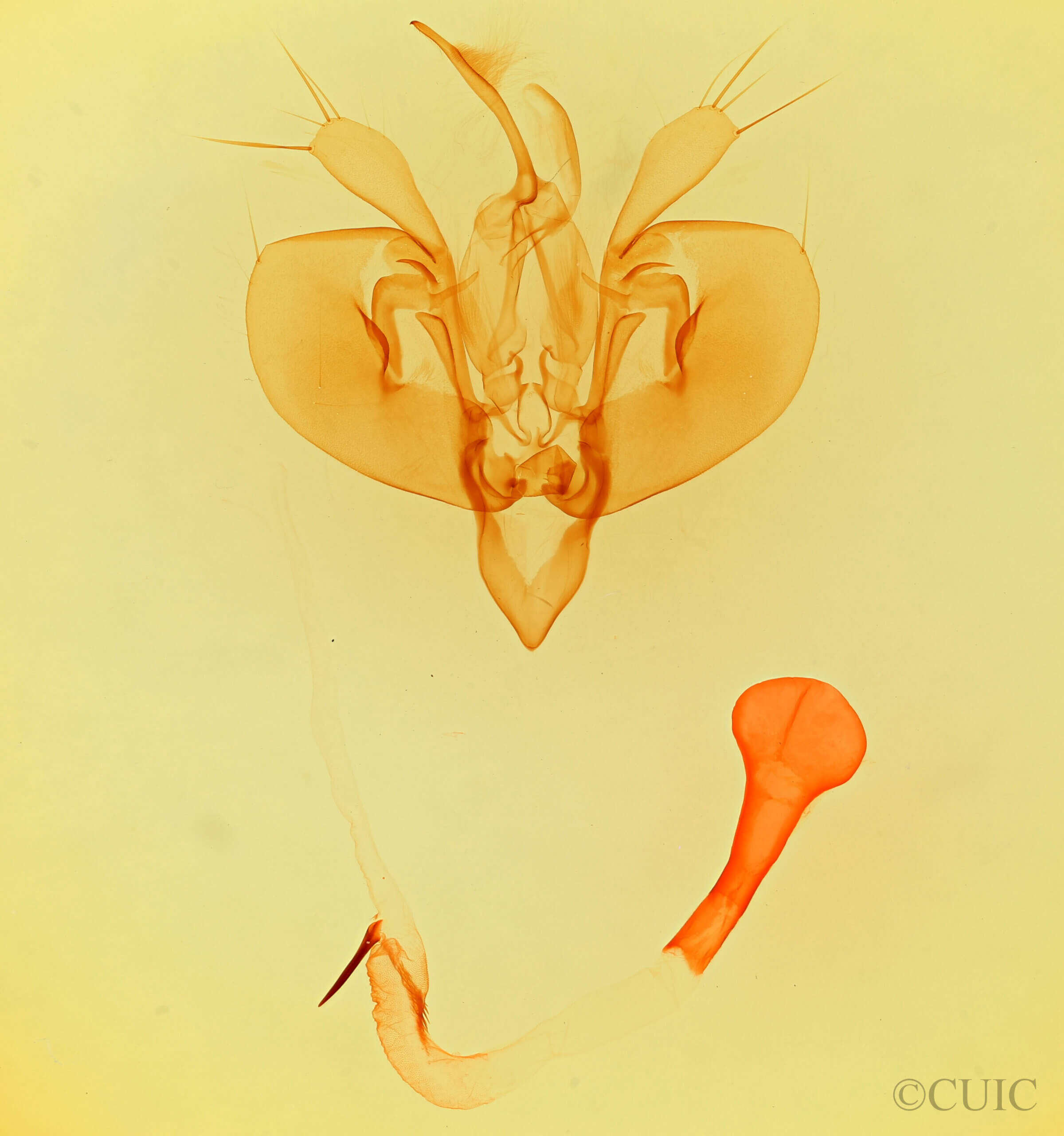 genitalia view of adult Leucania sp.