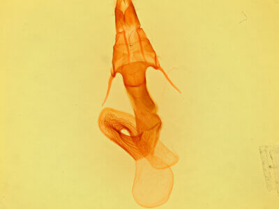 genitalia view of adult Leucania oaxacana