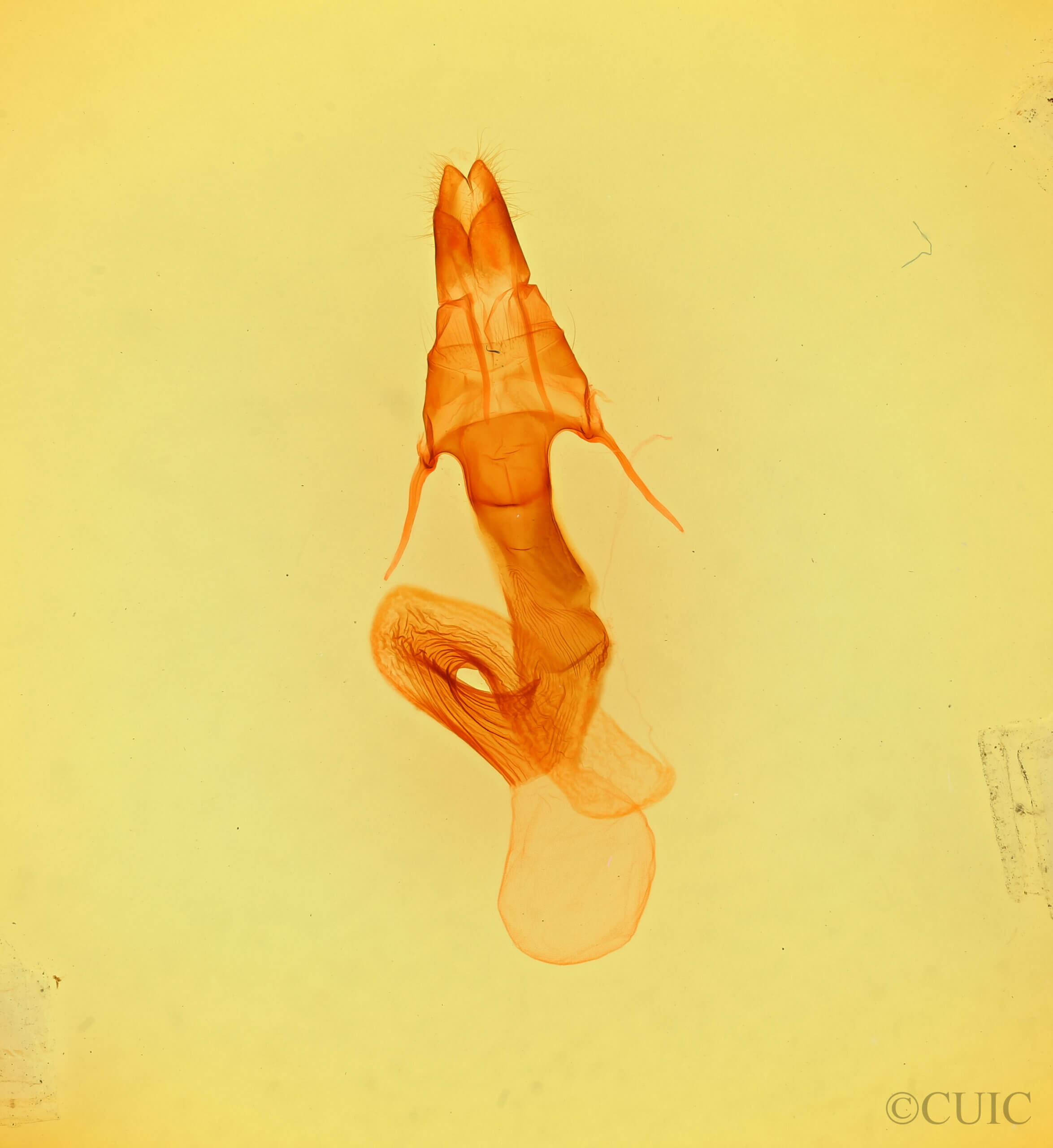 genitalia view of adult Leucania oaxacana