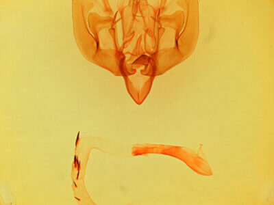 genitalia view of adult Leucania sp.