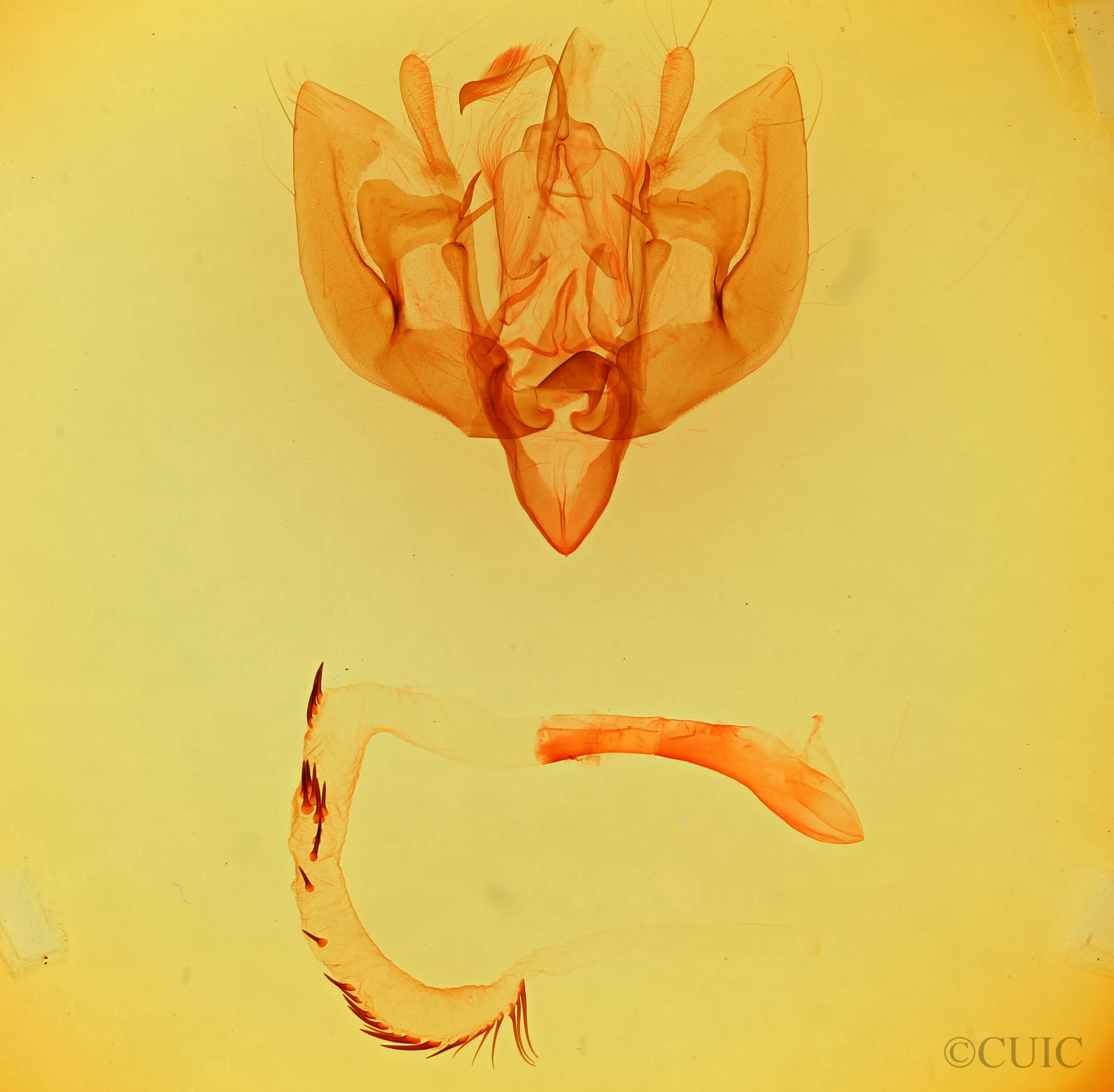 genitalia view of adult Leucania sp.