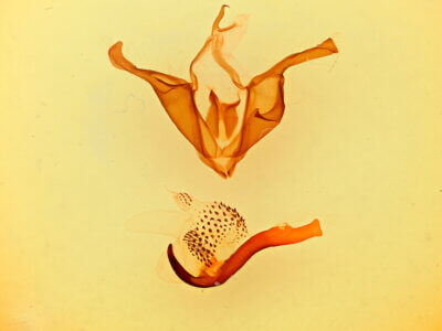 genitalia view of adult Zale phaeocapna