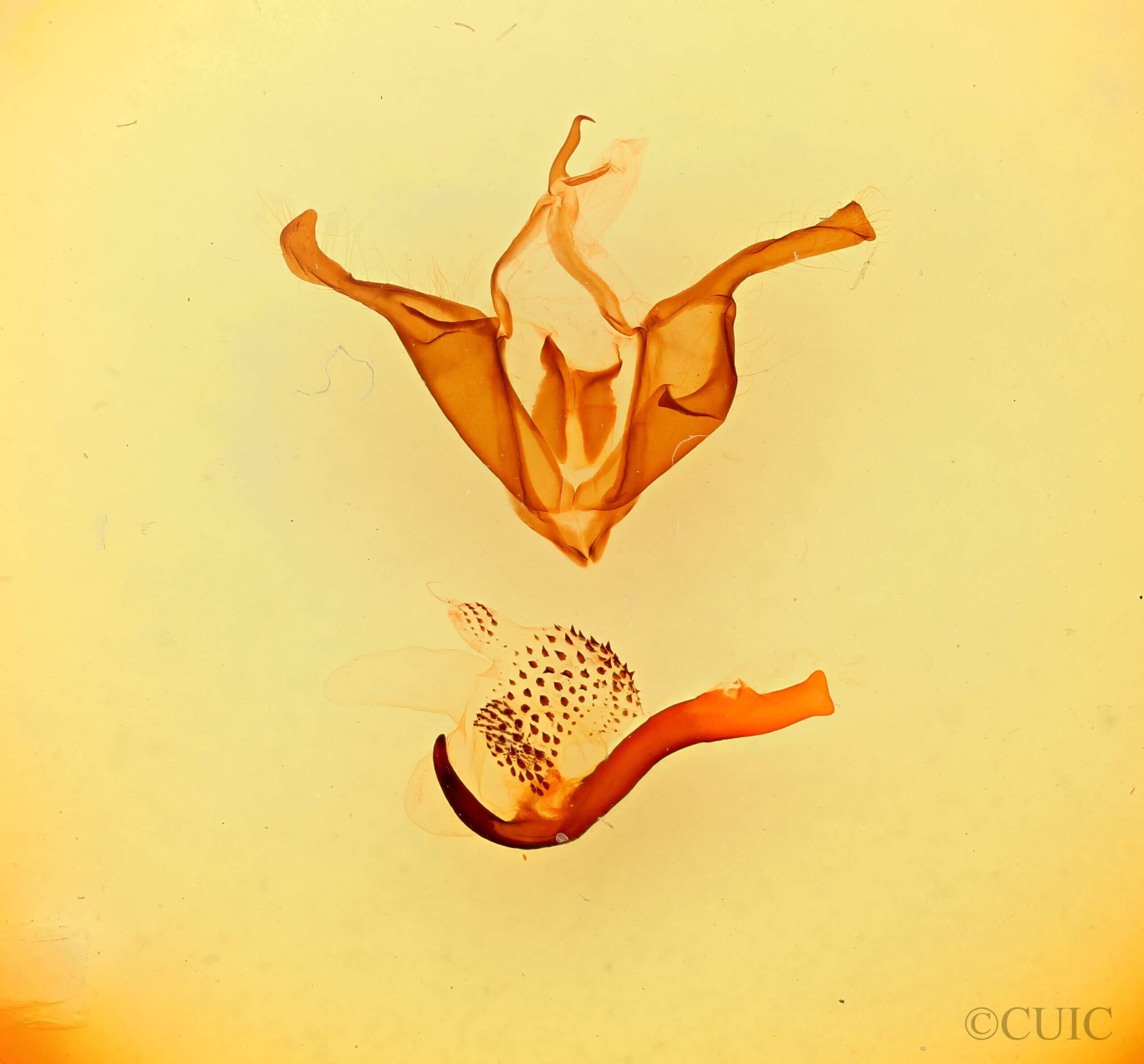 genitalia view of adult Zale phaeocapna