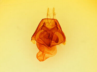 genitalia view of adult Zale phaeocapna