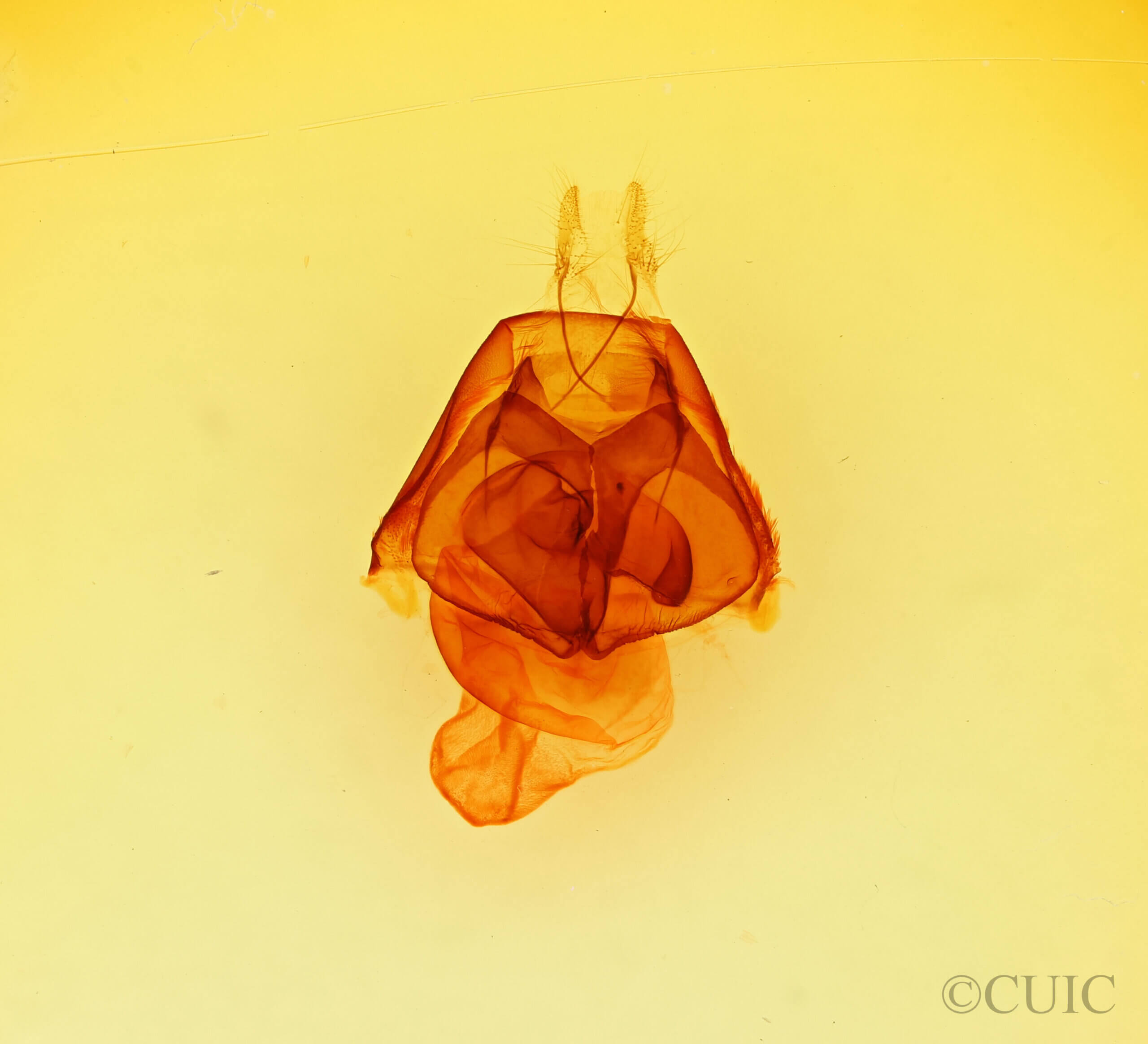 genitalia view of adult Zale phaeocapna