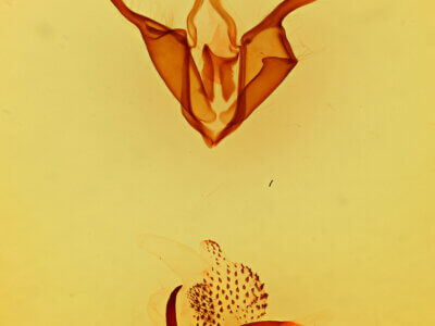 genitalia view of adult Zale phaeocapna