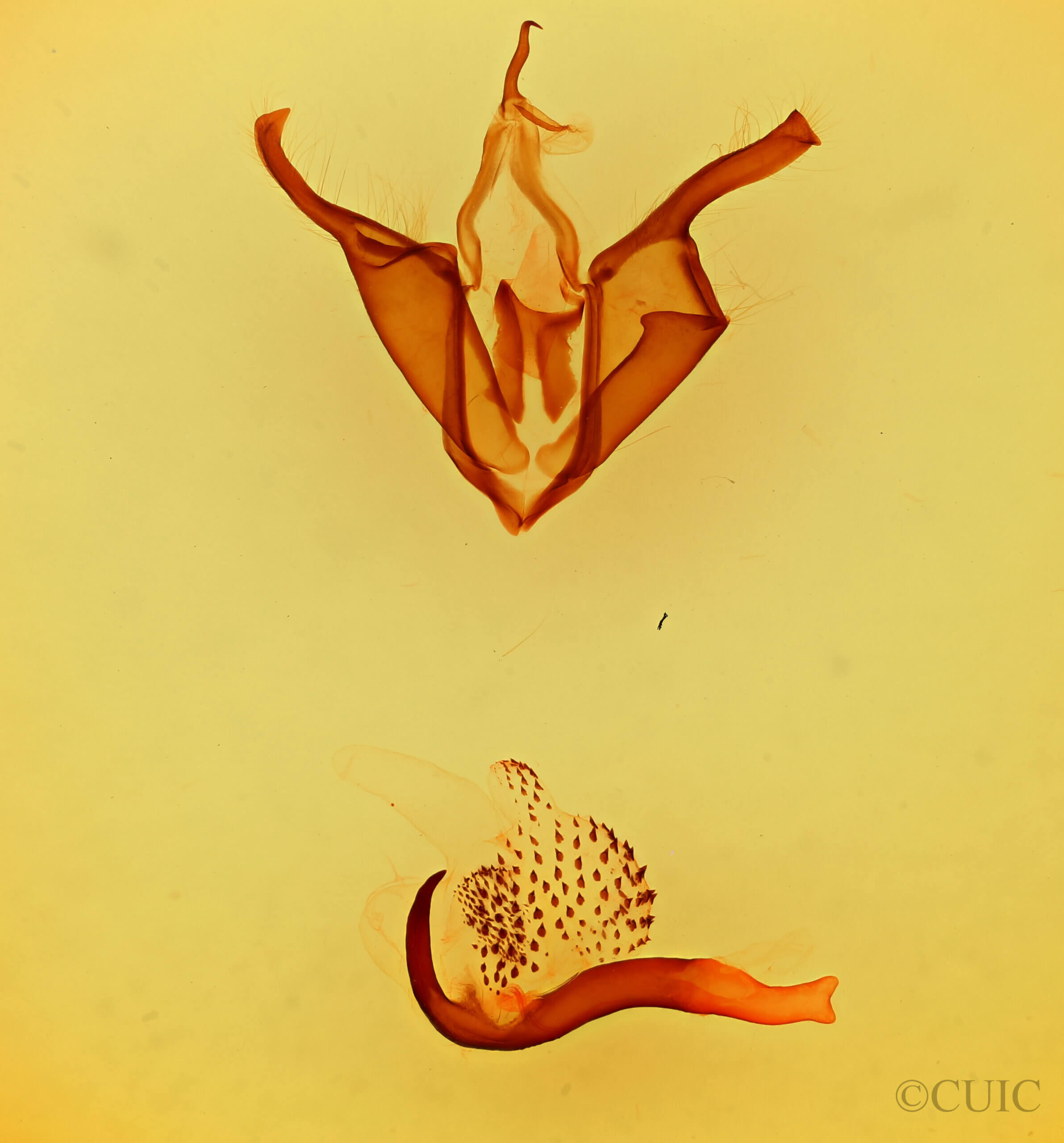 genitalia view of adult Zale phaeocapna