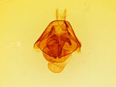genitalia view of adult Zale phaeocapna