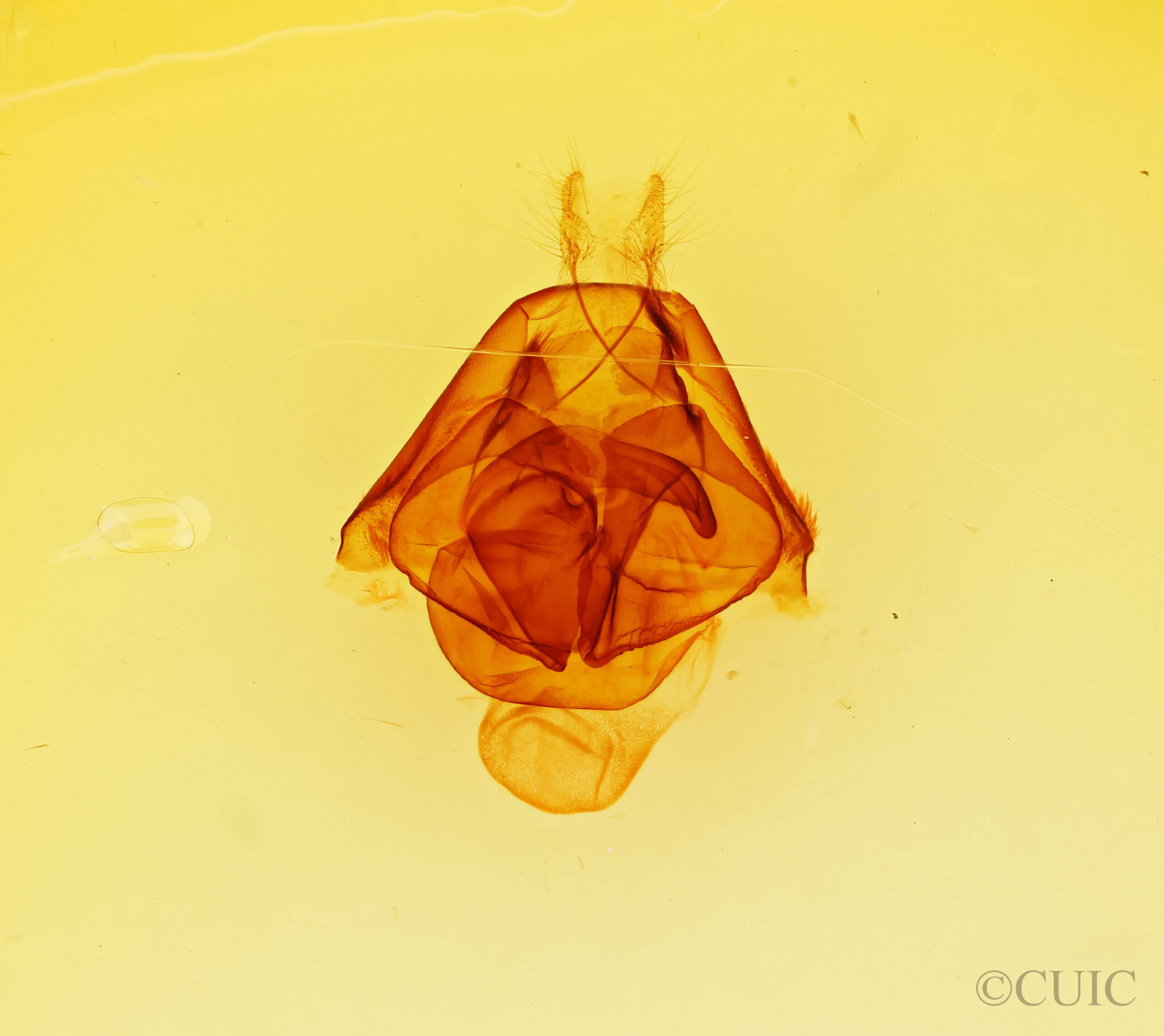 genitalia view of adult Zale phaeocapna