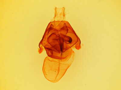 genitalia view of adult Zale phaeocapna