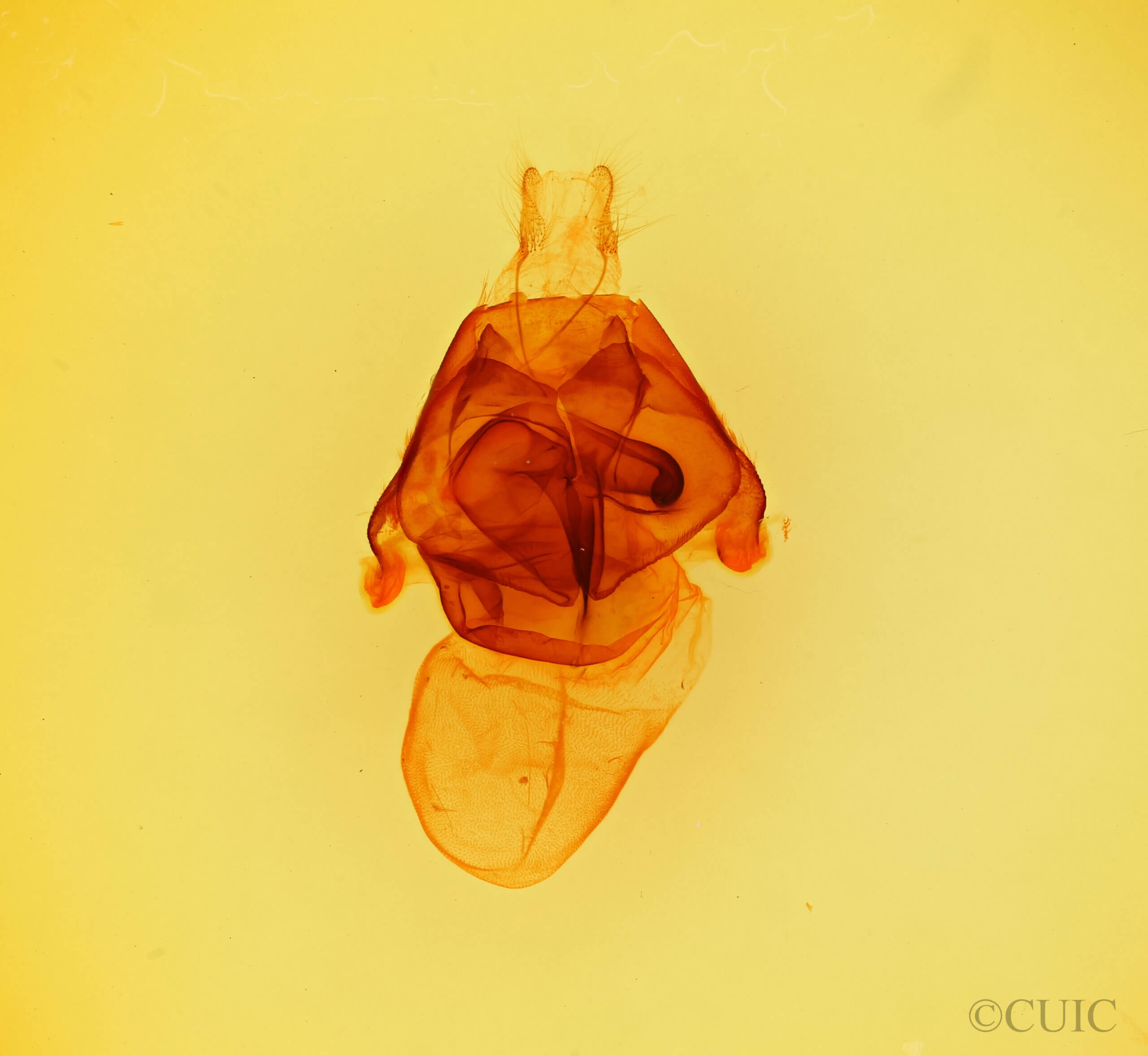 genitalia view of adult Zale phaeocapna