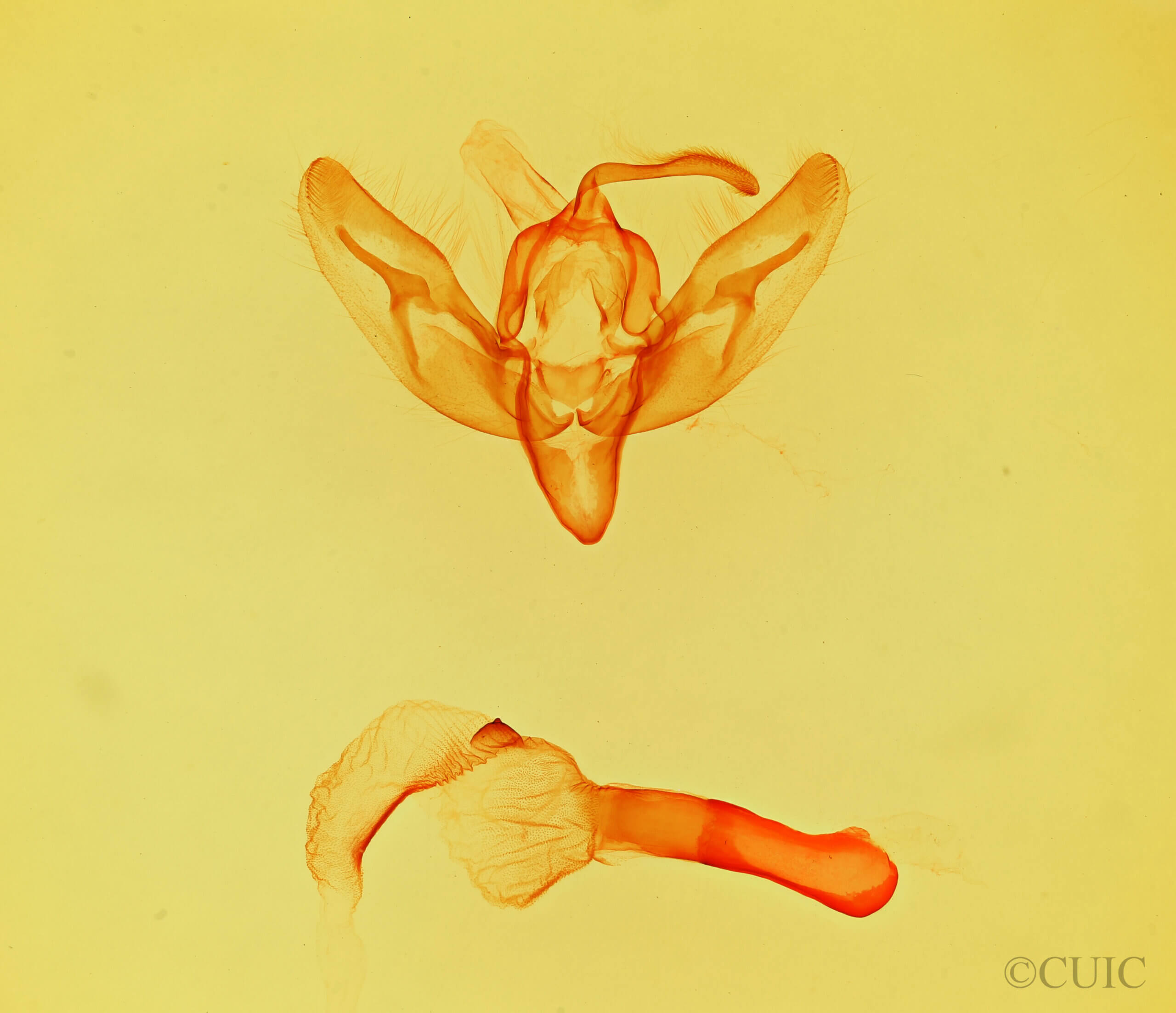 genitalia view of adult Feltia manifesta