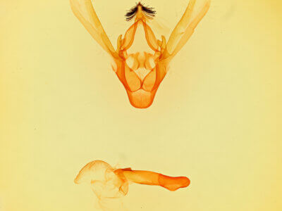 genitalia view of adult Phoberia sp.