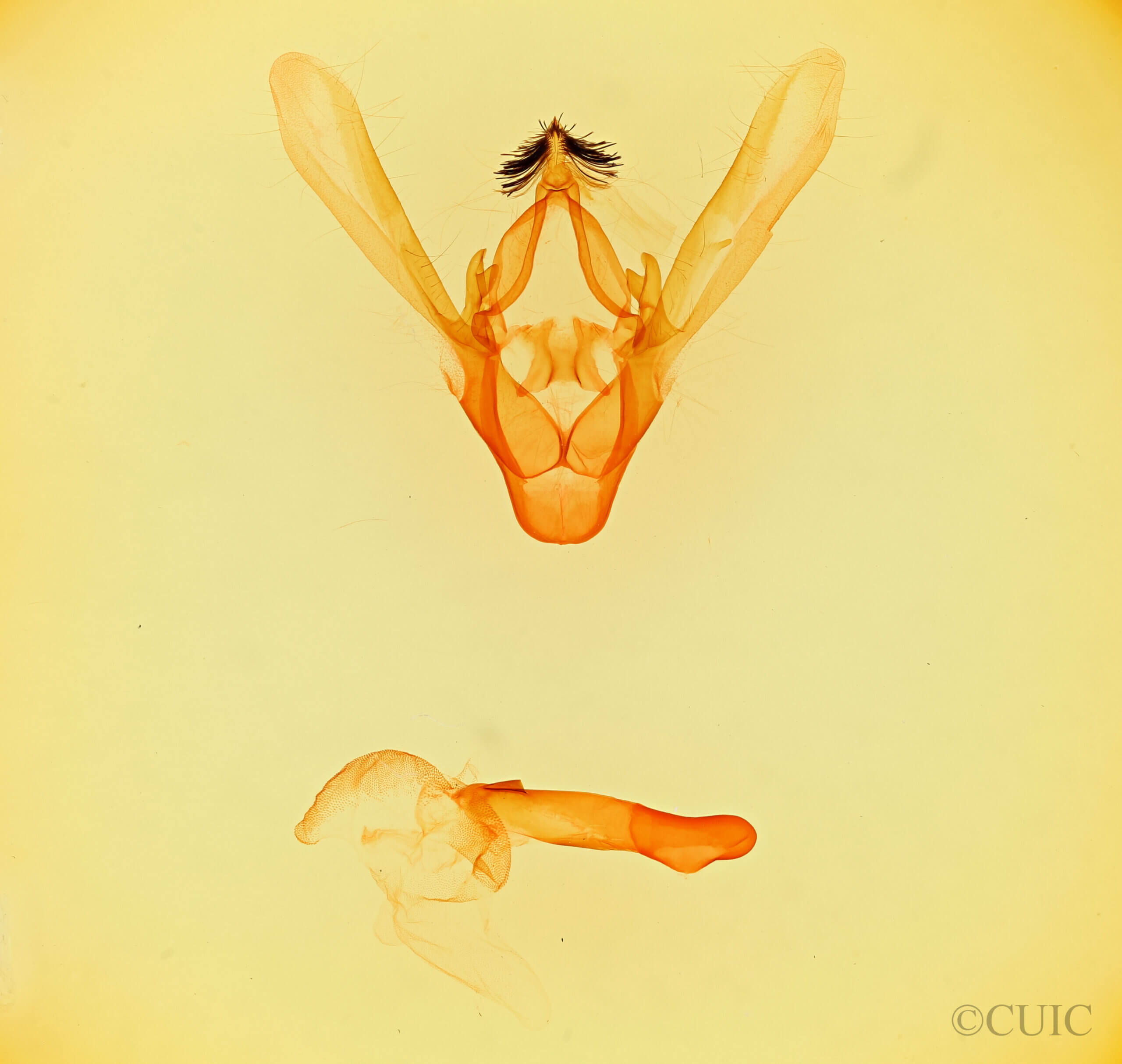 genitalia view of adult Phoberia sp.
