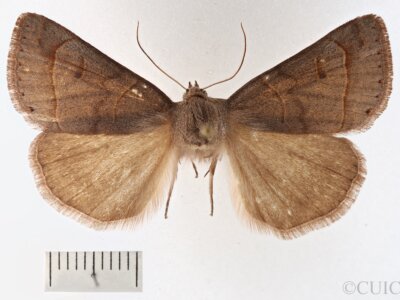 dorsal view of adult Phoberia sp.