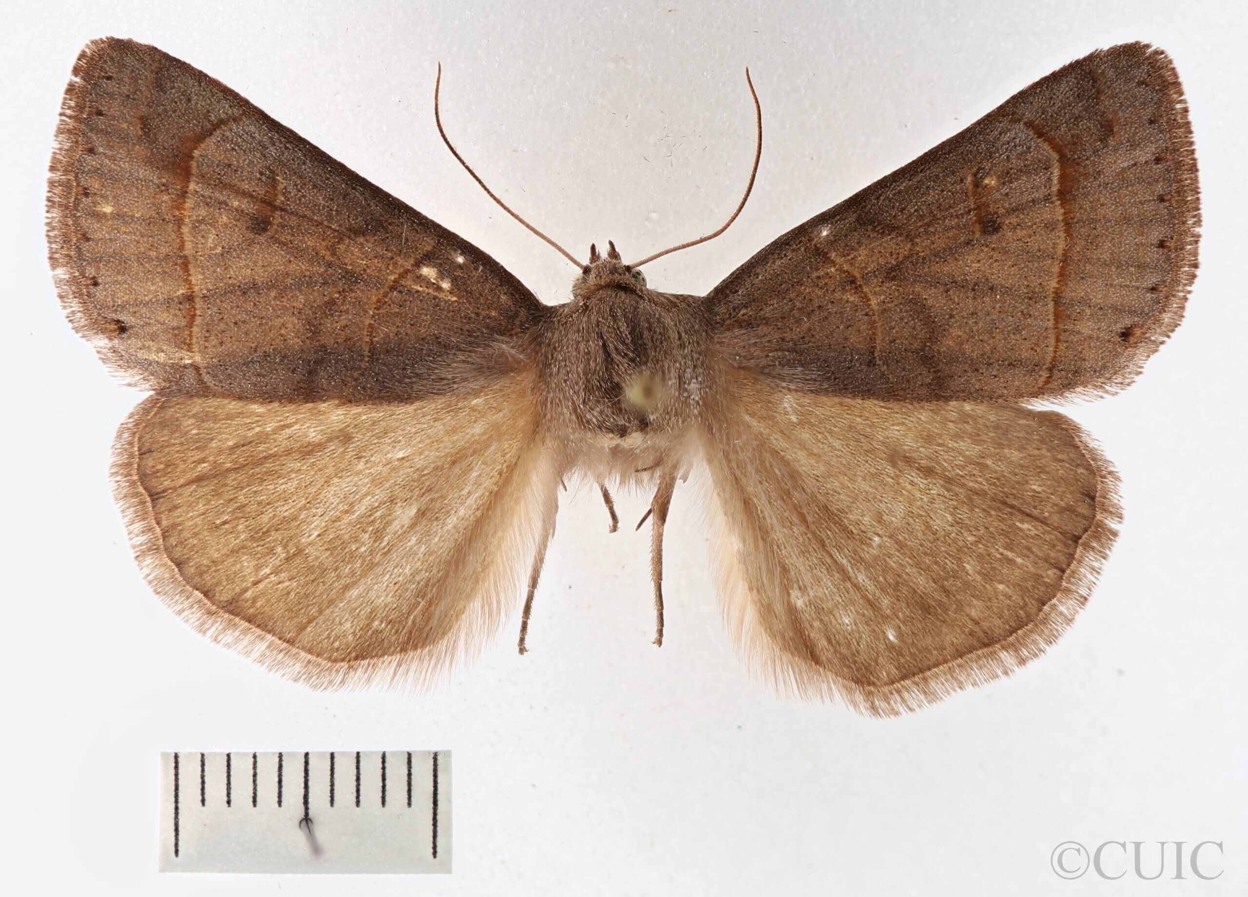 dorsal view of adult Phoberia sp.