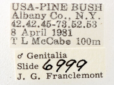 label view of adult Phoberia sp.