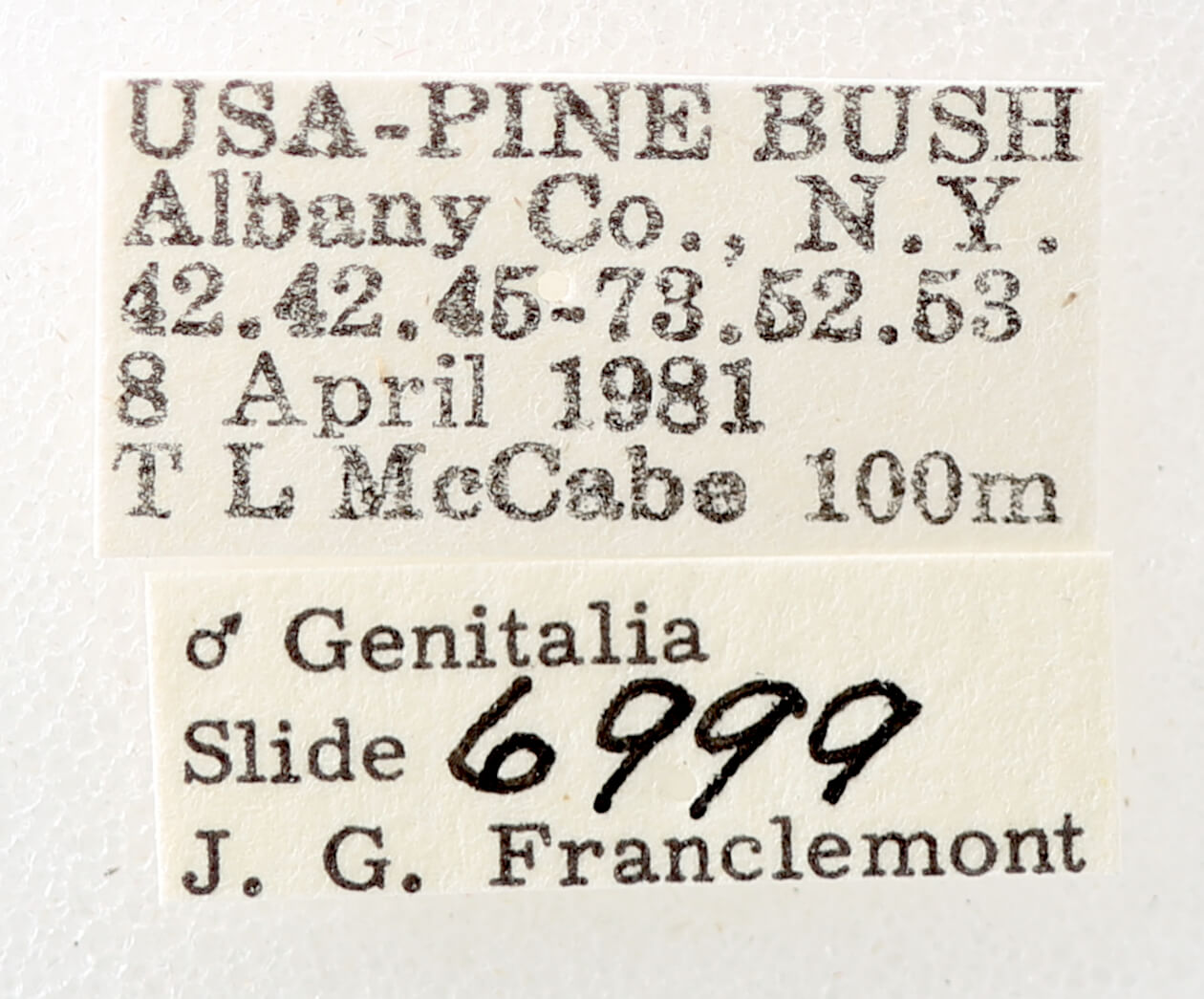 label view of adult Phoberia sp.