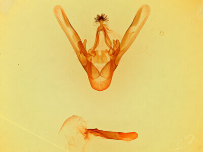 genitalia view of adult Phoberia sp.