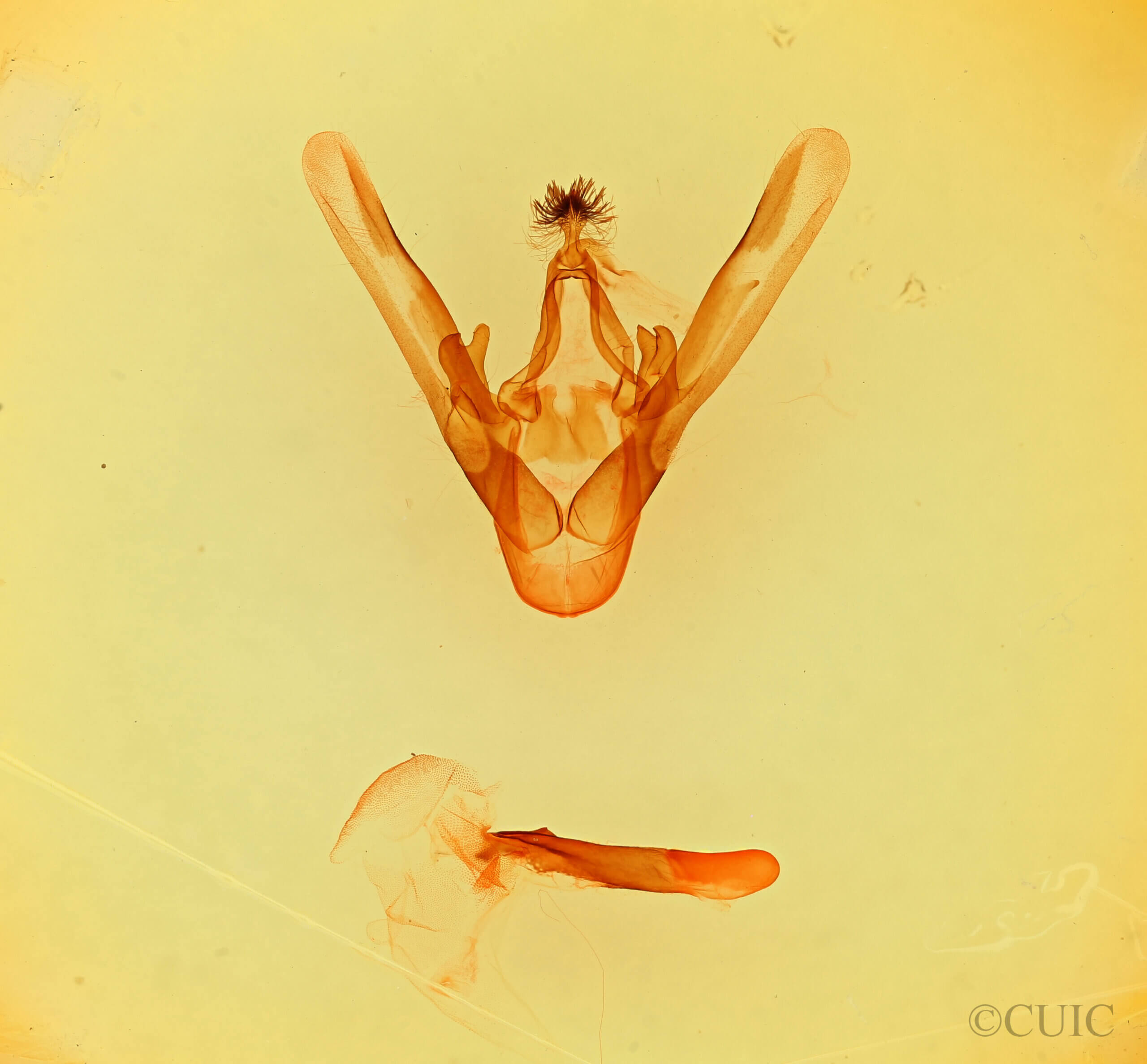 genitalia view of adult Phoberia sp.