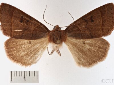 dorsal view of adult Phoberia sp.