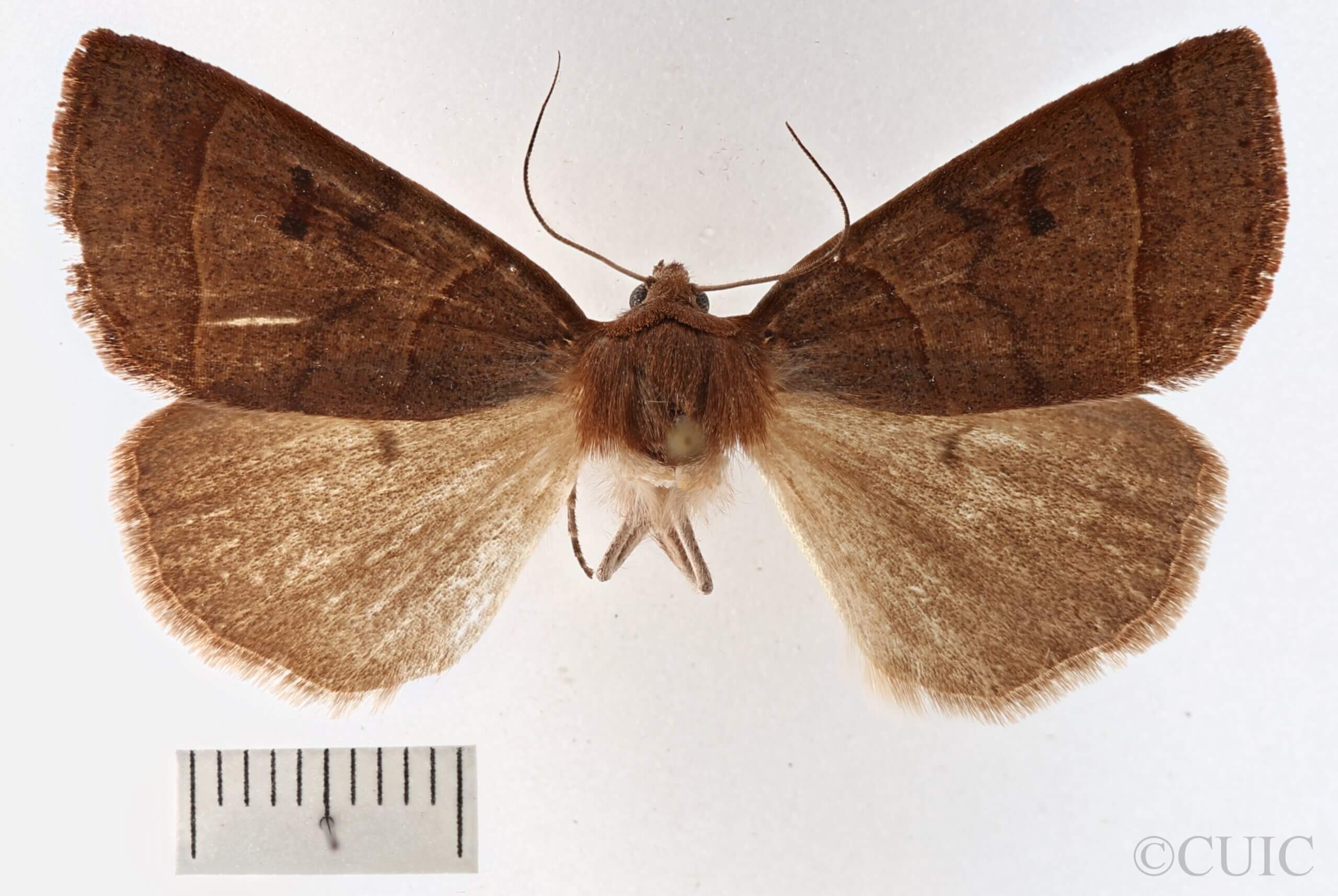 dorsal view of adult Phoberia sp.