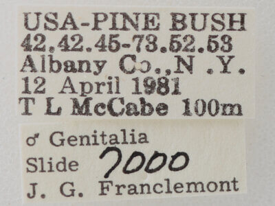 label view of adult Phoberia sp.