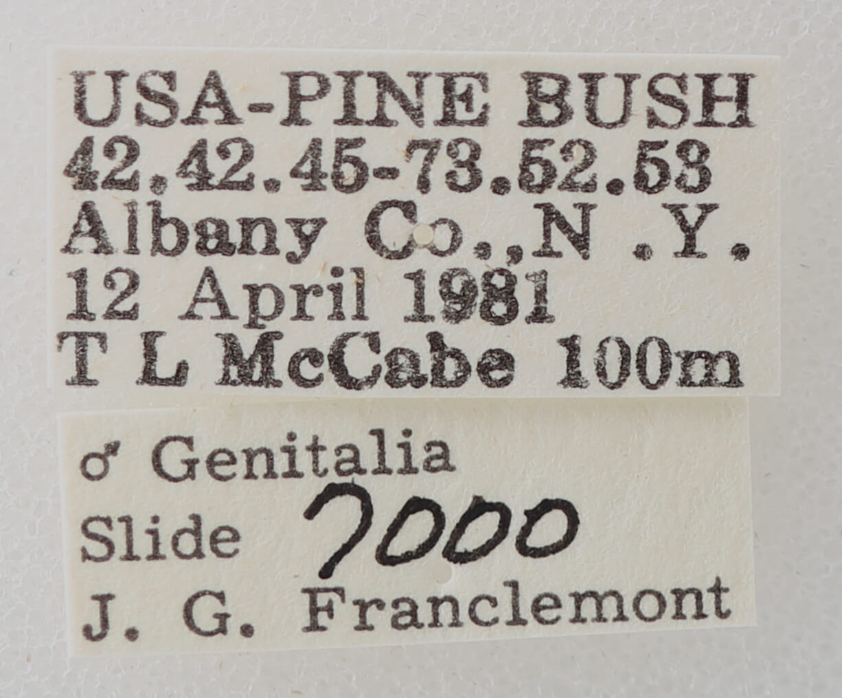 label view of adult Phoberia sp.