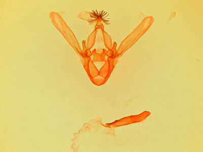 genitalia view of adult Phoberia sp.