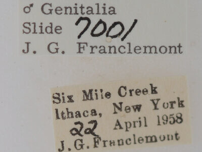 label view of adult Phoberia sp.