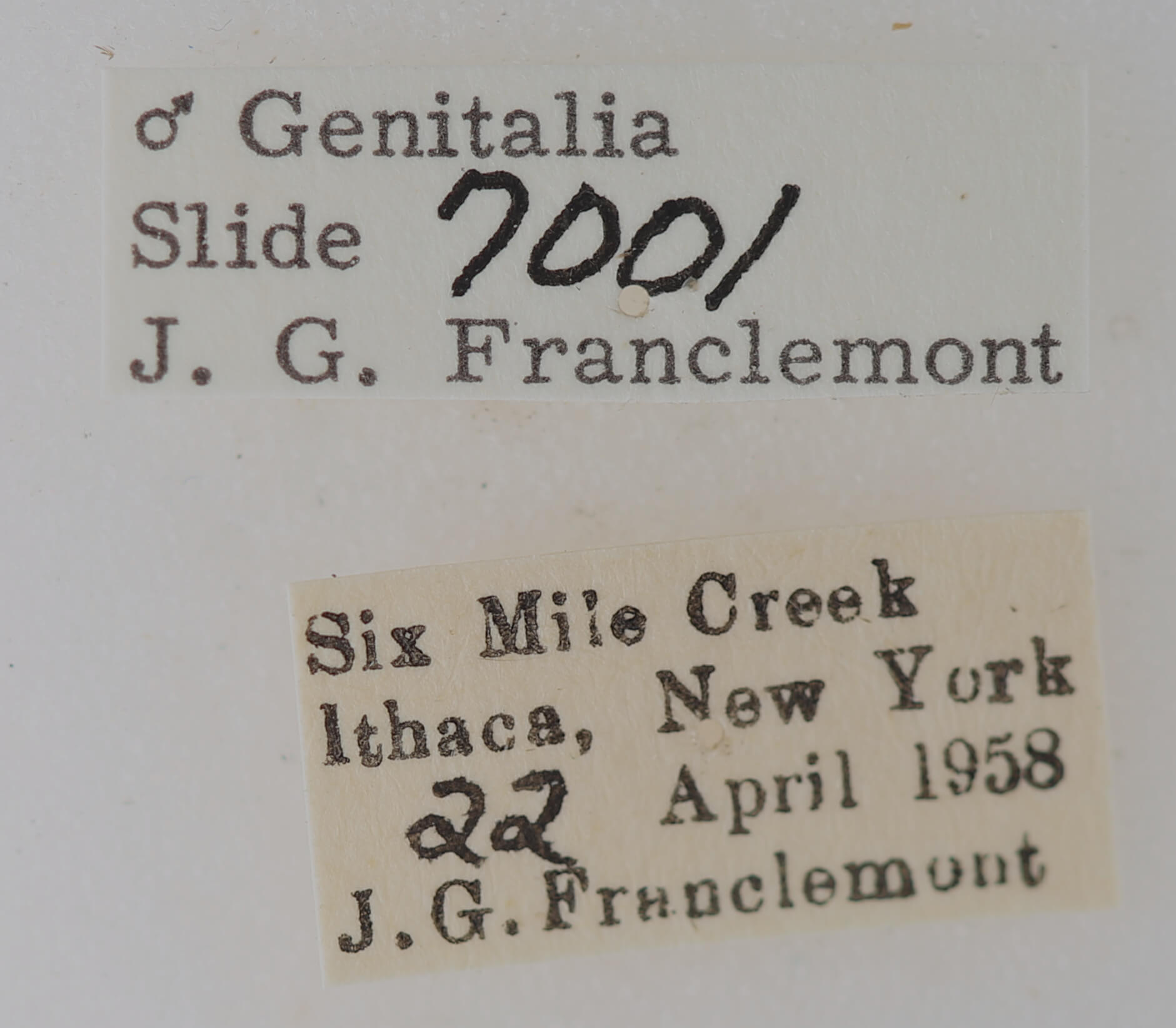 label view of adult Phoberia sp.