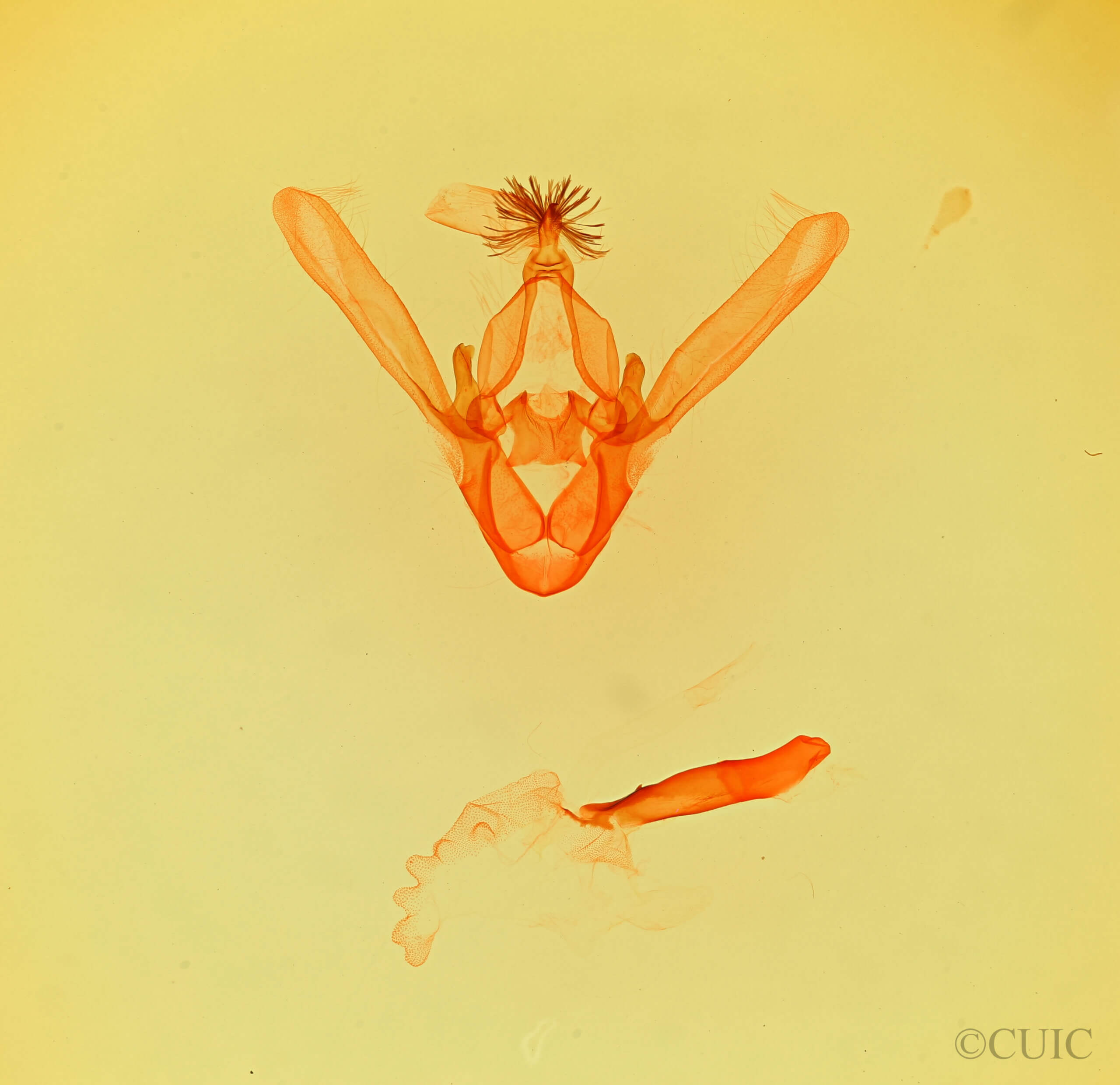 genitalia view of adult Phoberia sp.