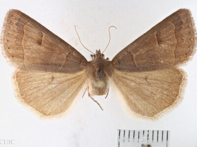 dorsal view of adult Phoberia sp.