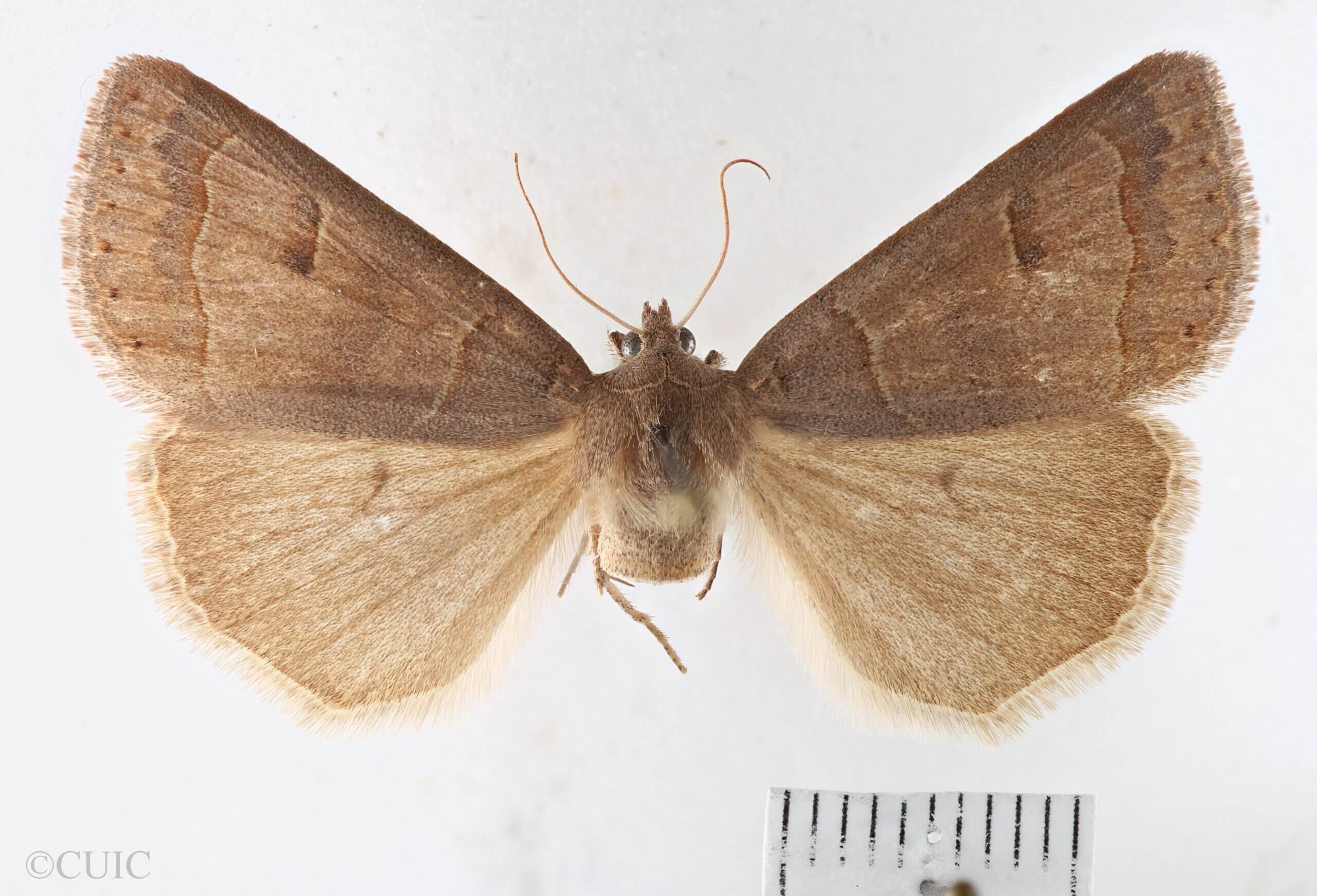 dorsal view of adult Phoberia sp.