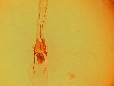 genitalia view of adult Phoberia sp.