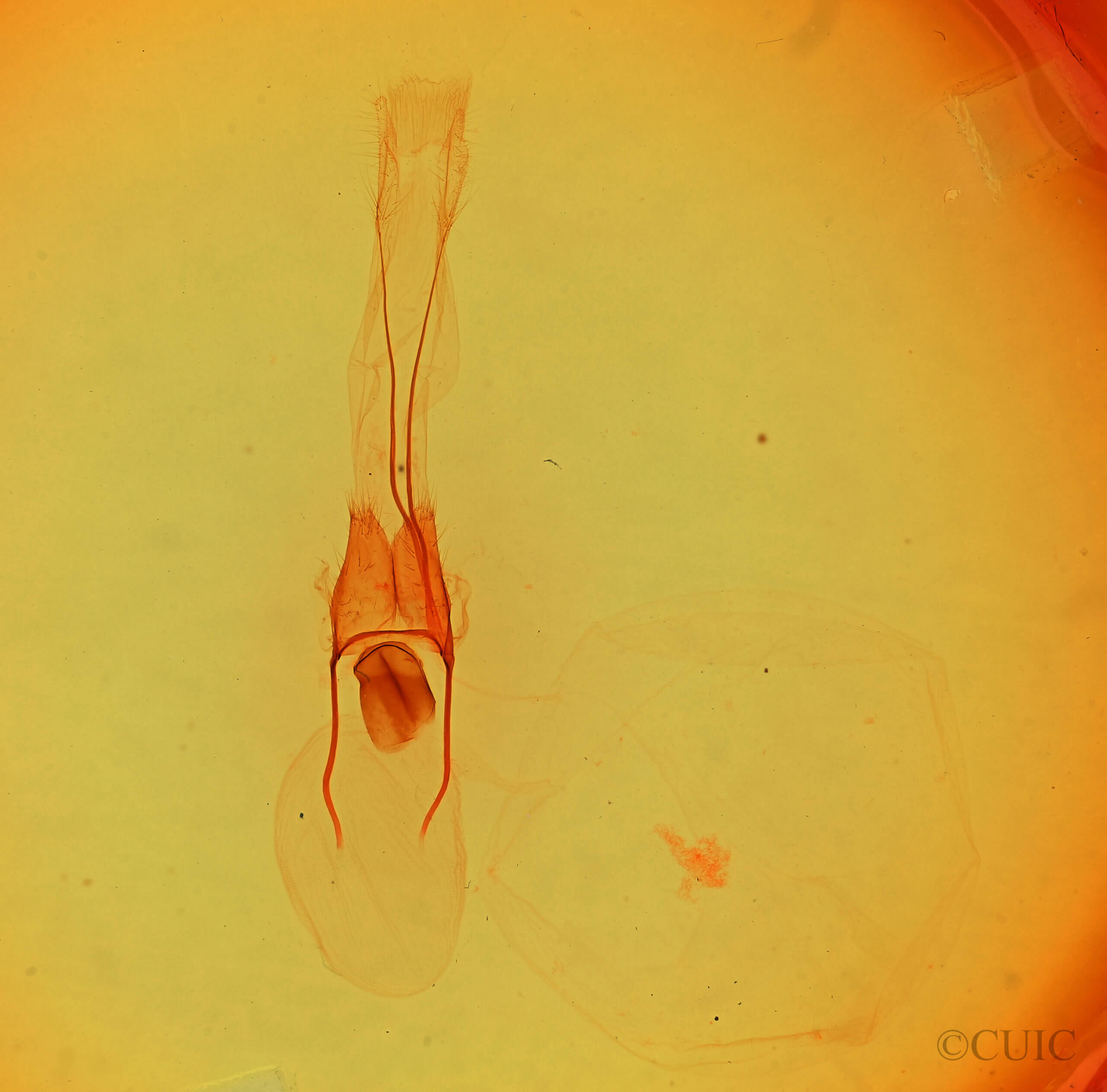 genitalia view of adult Phoberia sp.
