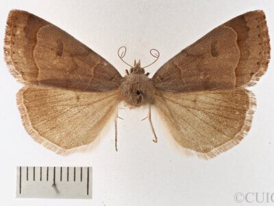 dorsal view of adult Phoberia sp.