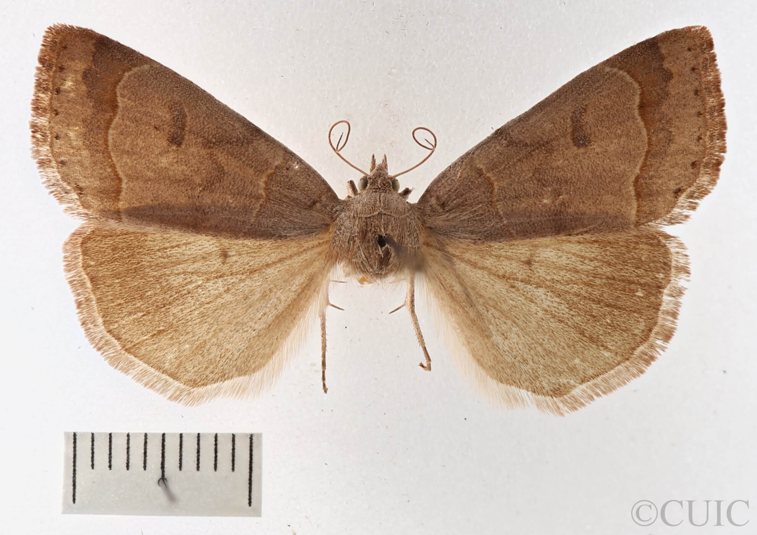 dorsal view of adult Phoberia sp.