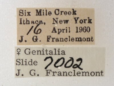 label view of adult Phoberia sp.