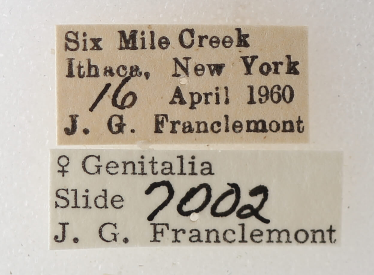 label view of adult Phoberia sp.