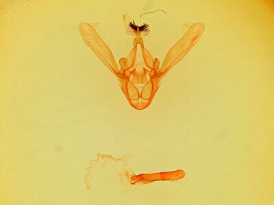 genitalia view of adult Phoberia sp.