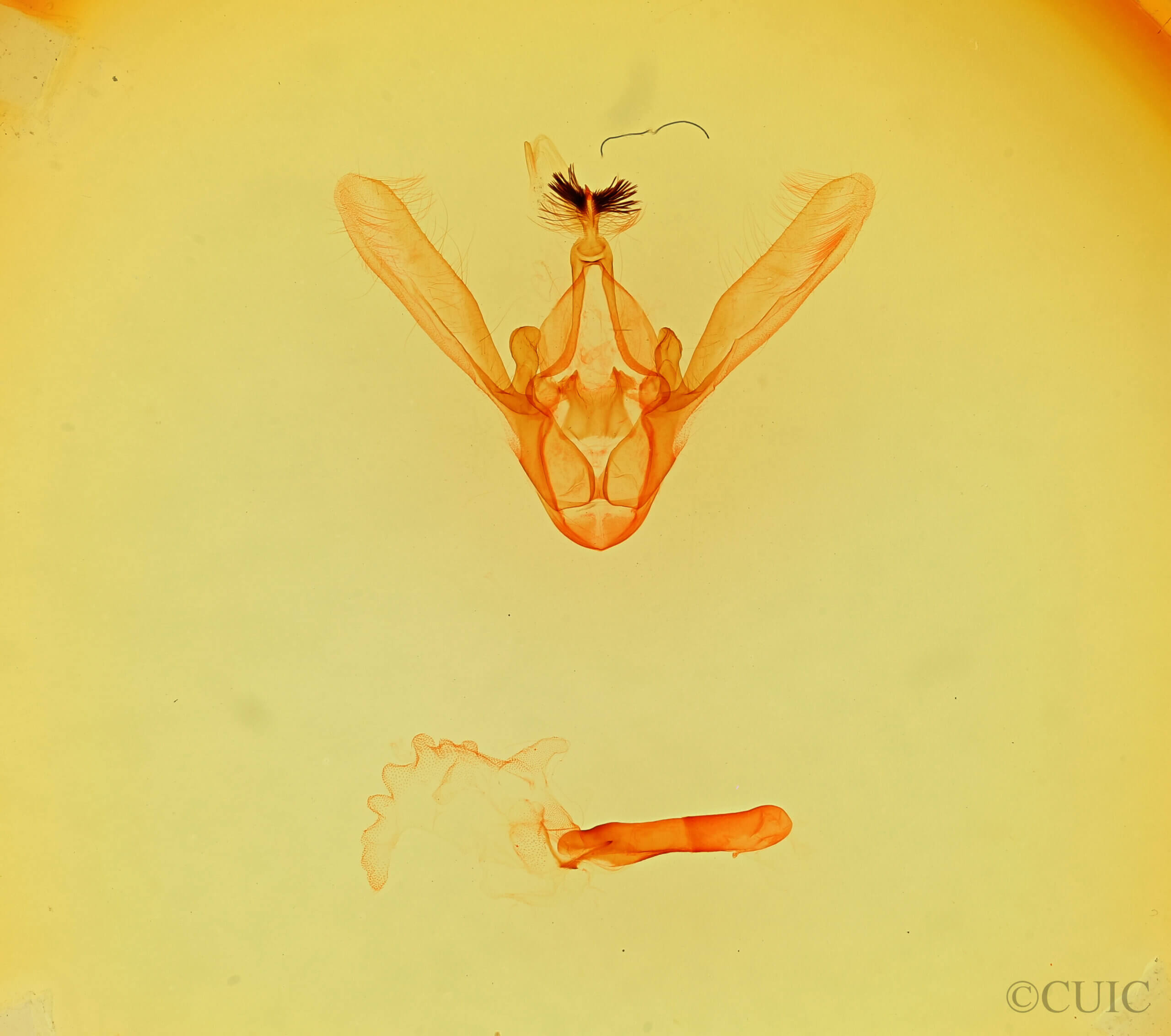genitalia view of adult Phoberia sp.