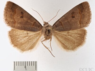 dorsal view of adult Phoberia sp.