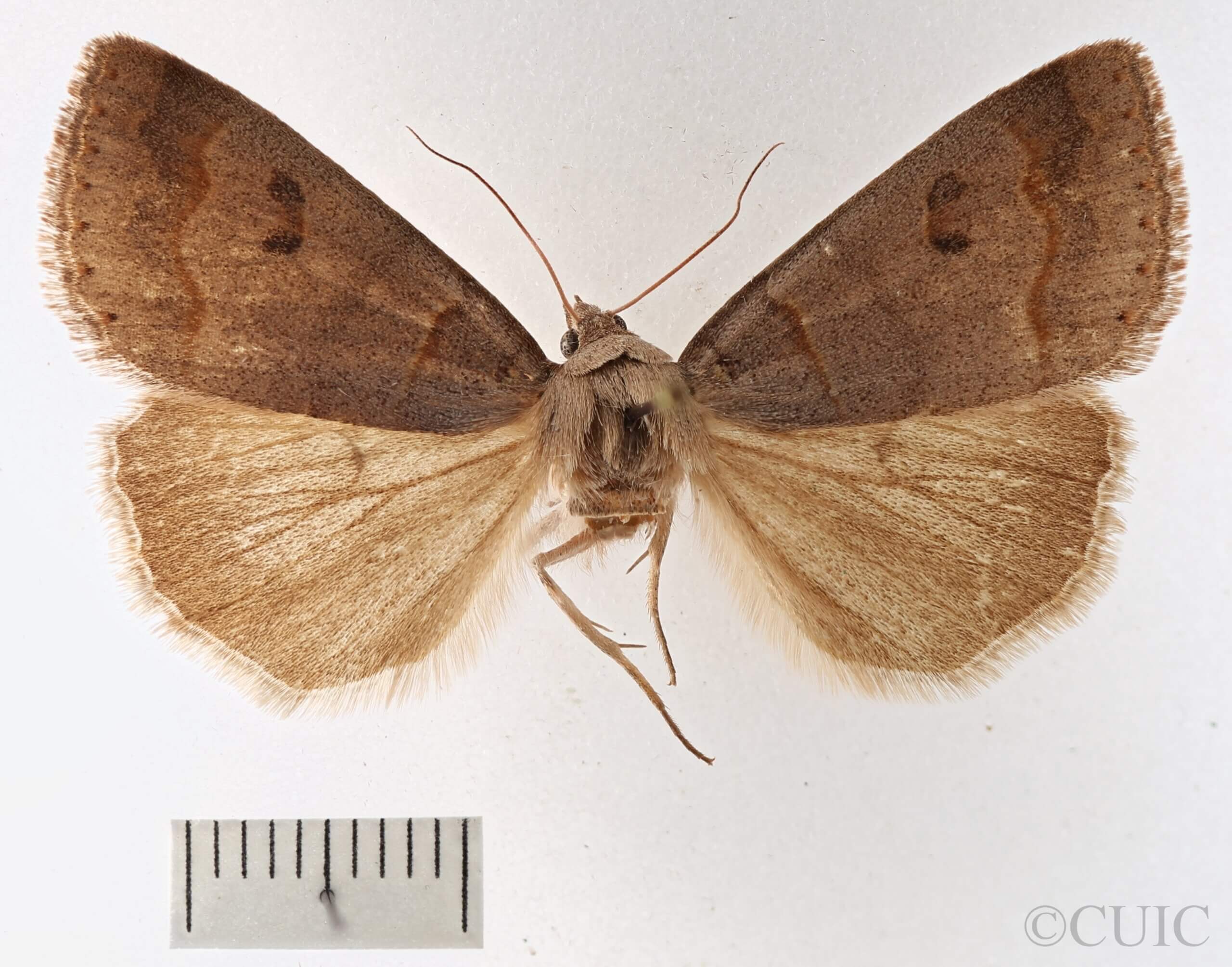 dorsal view of adult Phoberia sp.
