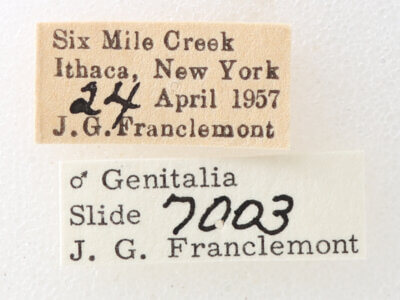 label view of adult Phoberia sp.