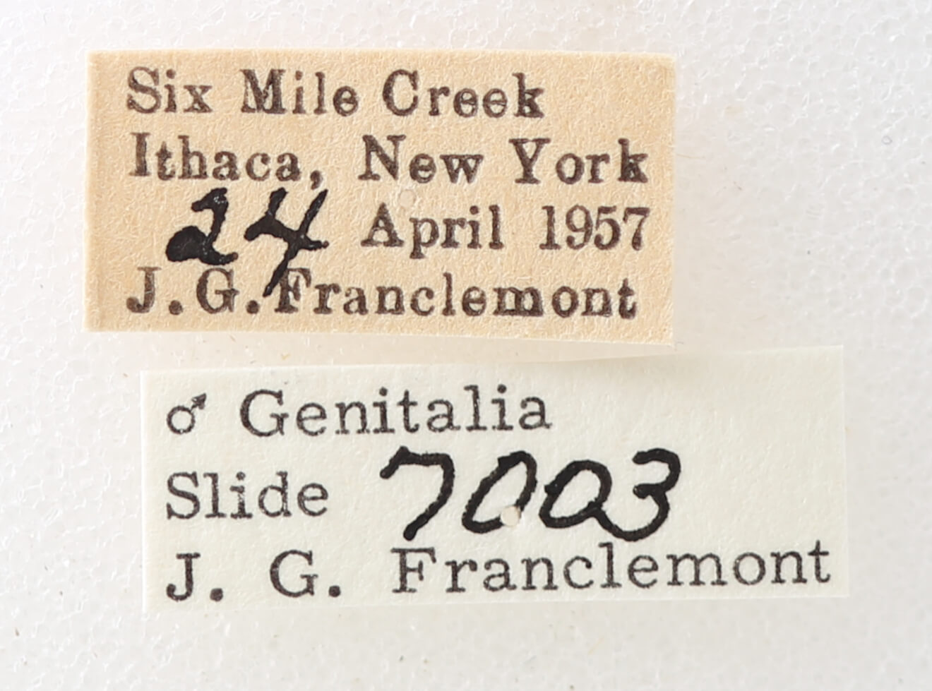 label view of adult Phoberia sp.